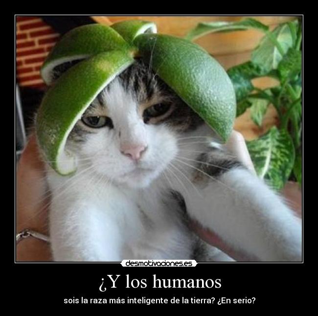 ¿Y los humanos - sois la raza más inteligente de la tierra? ¿En serio?