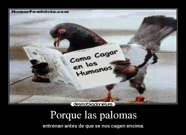 Porque las palomas - 