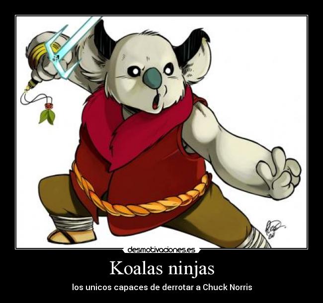 Koalas ninjas -