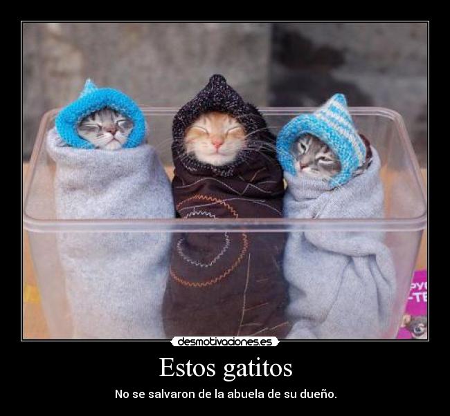Estos gatitos - No se salvaron de la abuela de su dueño.