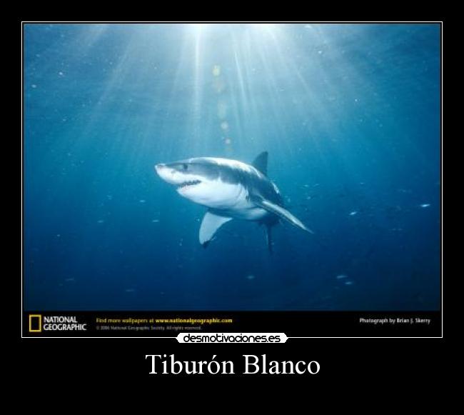 Tiburón Blanco - 