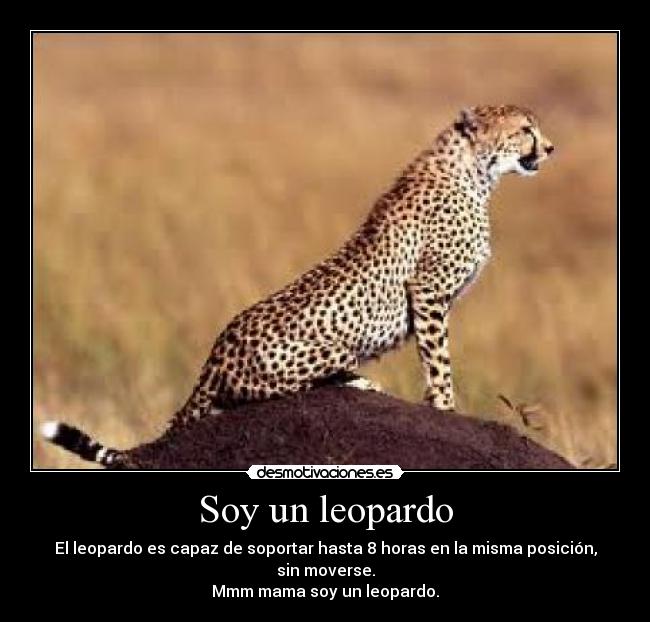 Soy un leopardo - El leopardo es capaz de soportar hasta 8 horas en la misma posición, sin moverse.
Mmm mama soy un leopardo.