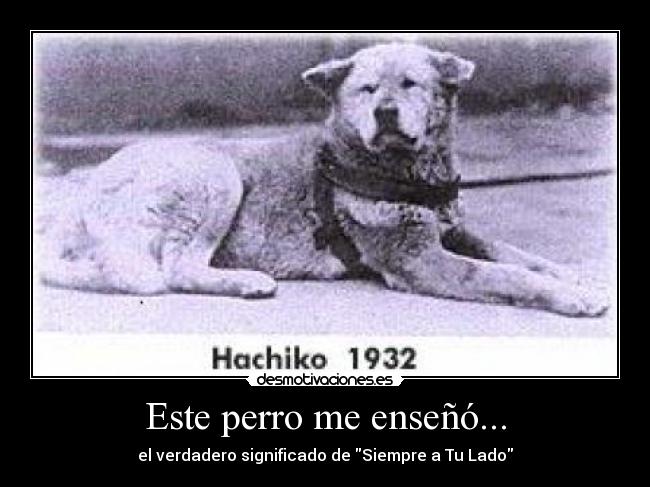 Este perro me enseñó... - el verdadero significado de Siempre a Tu Lado