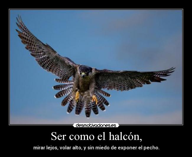 Ser como el halcón, - mirar lejos, volar alto, y sin miedo de exponer el pecho.