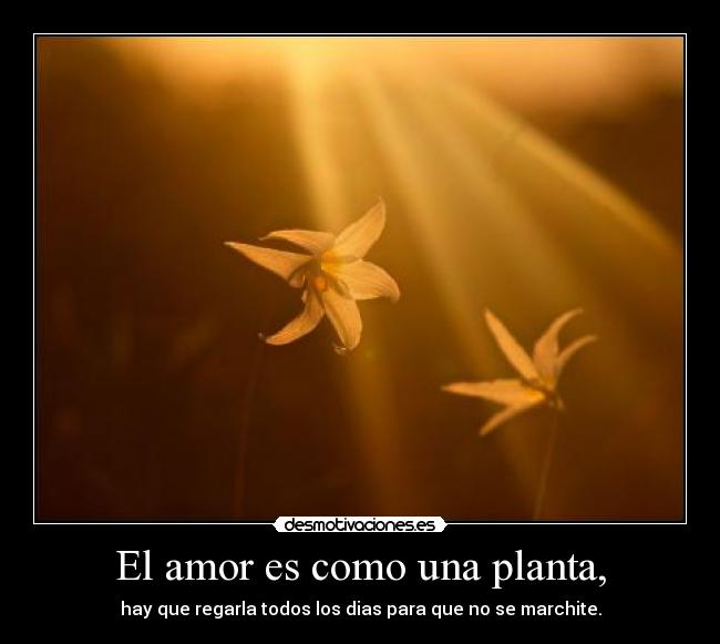 El amor es como una planta, - hay que regarla todos los dias para que no se marchite.
