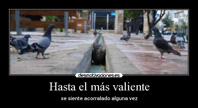 carteles gatos palomas valor desmotivaciones