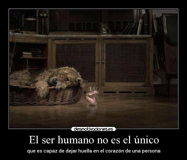 El ser humano no es el único -