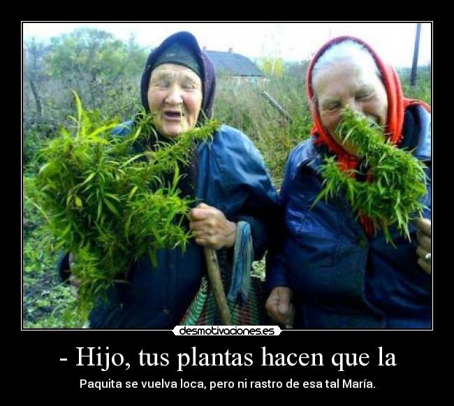 - Hijo, tus plantas hacen que la - Paquita se vuelva loca, pero ni rastro de esa tal María.