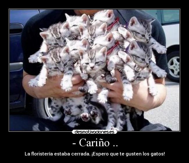 - Cariño .. - La floristería estaba cerrada. ¡Espero que te gusten los gatos!