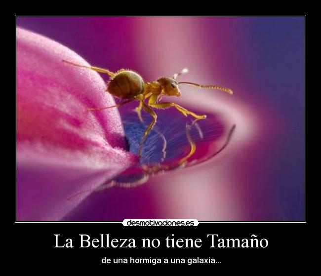 La Belleza no tiene Tamaño - de una hormiga a una galaxia...