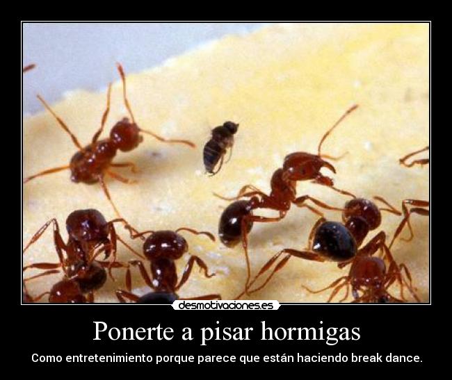 Ponerte a pisar hormigas -