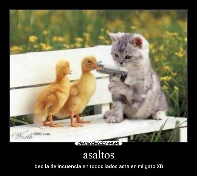 asaltos - beo la delincuencia en todos lados asta en mi gato XD