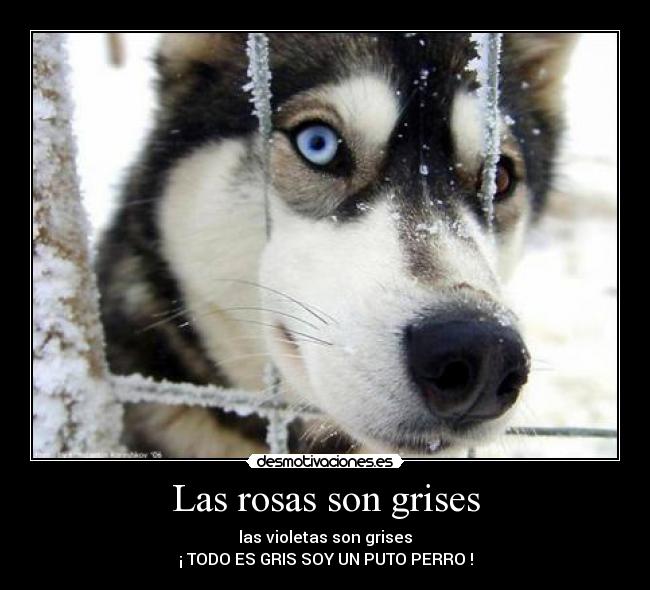 Las rosas son grises - las violetas son grises
¡ TODO ES GRIS SOY UN PUTO PERRO !