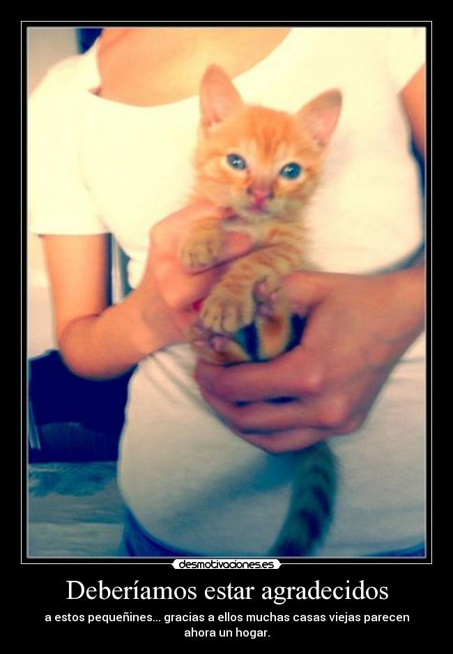 carteles miau miau miau desmotivaciones