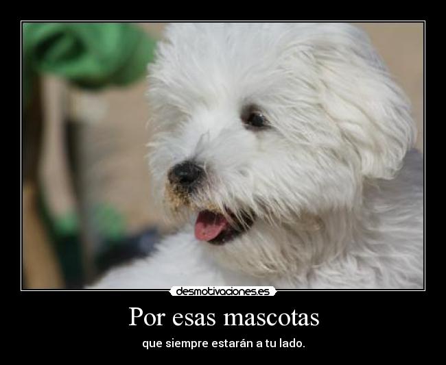 Por esas mascotas - 
