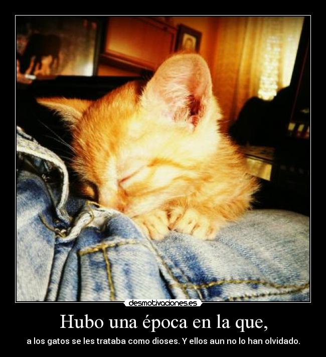 carteles hubo una epoca que los gatos les trataba como dioses ellos aun han olvidado desmotivaciones