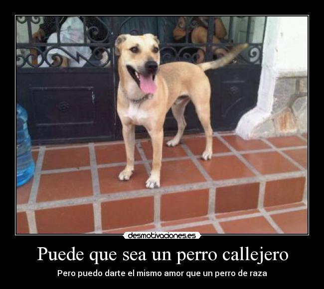 Puede que sea un perro callejero - Pero puedo darte el mismo amor que un perro de raza