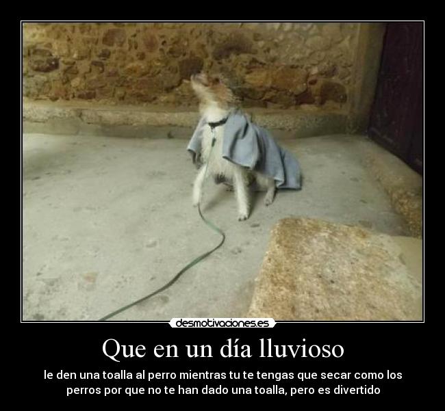 Que en un día lluvioso - le den una toalla al perro mientras tu te tengas que secar como los
perros por que no te han dado una toalla, pero es divertido
