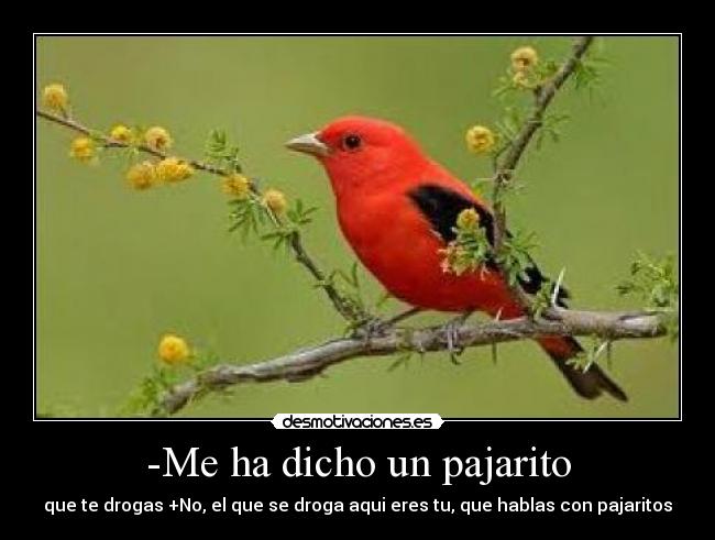 -Me ha dicho un pajarito - que te drogas +No, el que se droga aqui eres tu, que hablas con pajaritos