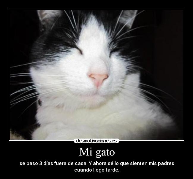 Mi gato - 