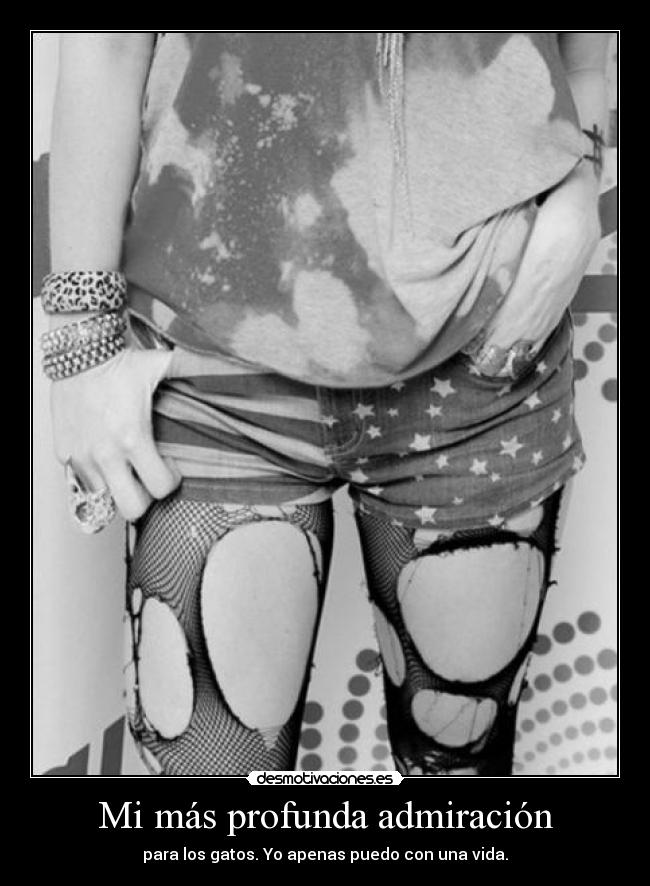 Mi más profunda admiración - para los gatos. Yo apenas puedo con una vida.