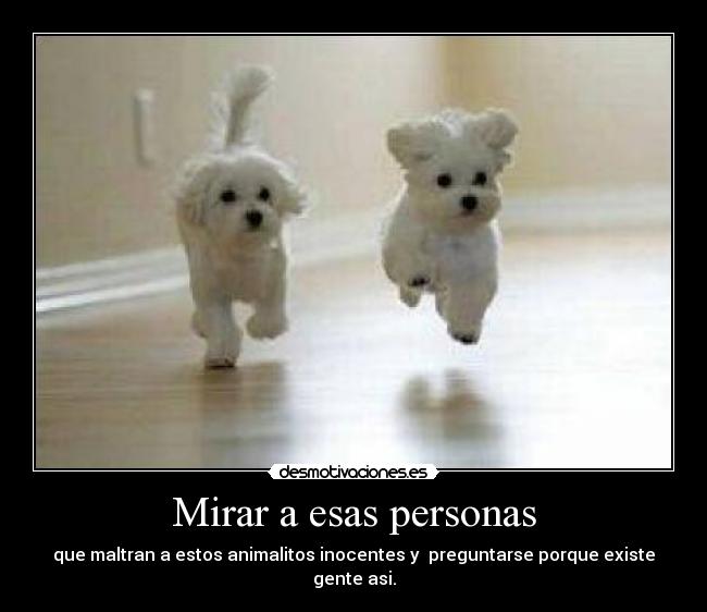 Mirar a esas personas - que maltran a estos animalitos inocentes y preguntarse porque existe gente asi.