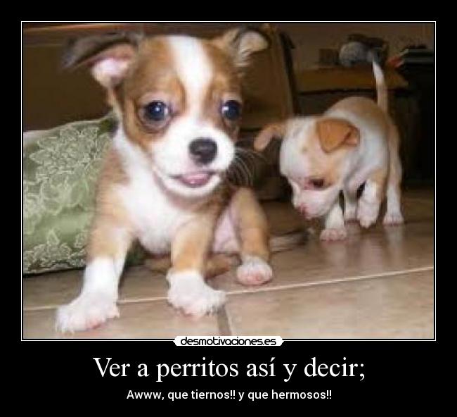Ver a perritos así y decir; - Awww, que tiernos!! y que hermosos!!