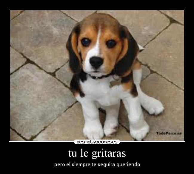 tu le gritaras - pero el siempre te seguira queriendo