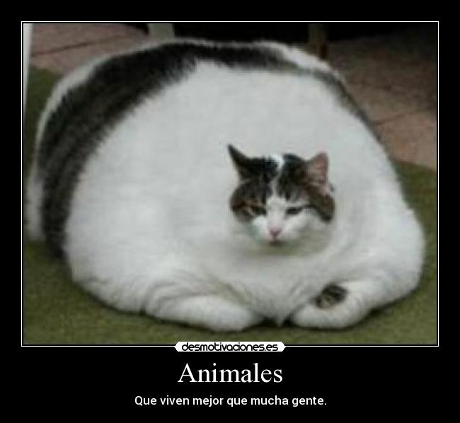 Animales - Que viven mejor que mucha gente.