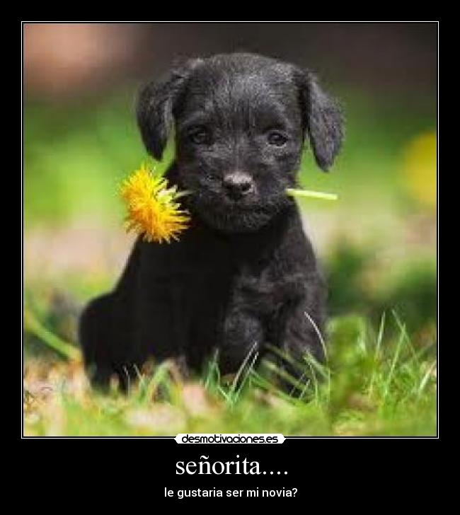 señorita.... - 