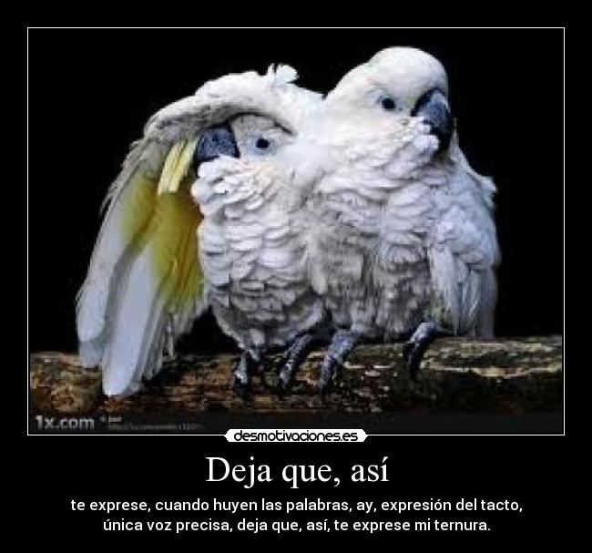 Deja que, así - te exprese, cuando huyen las palabras, ay, expresión del tacto,
única voz precisa, deja que, así, te exprese mi ternura.