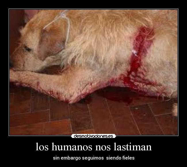 los humanos nos lastiman -