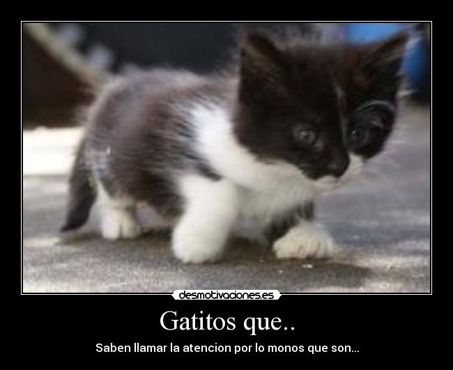 Gatitos que.. - Saben llamar la atencion por lo monos que son...