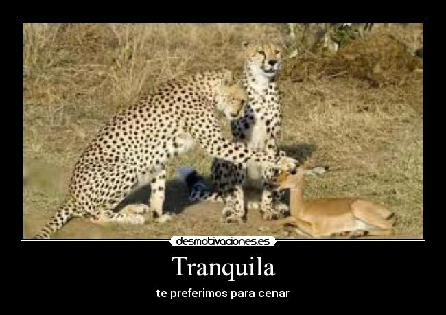 Tranquila - 