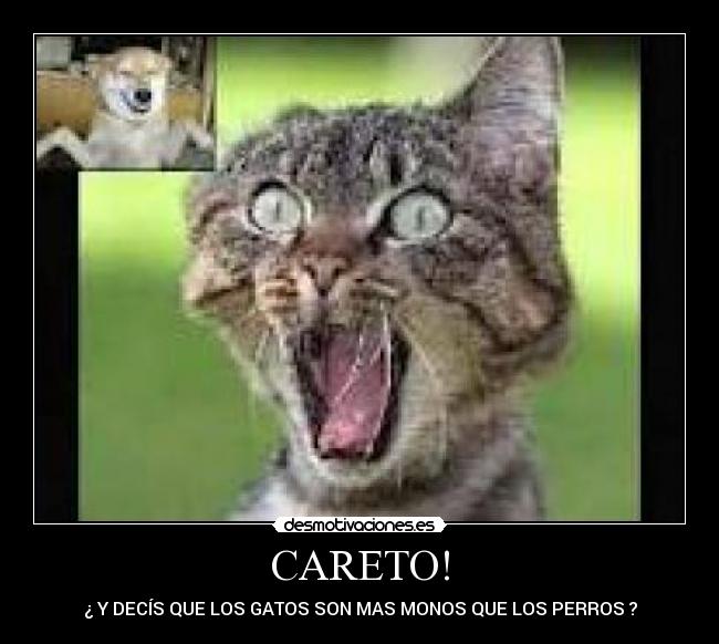 CARETO! - ¿ Y DECÍS QUE LOS GATOS SON MAS MONOS QUE LOS PERROS ?