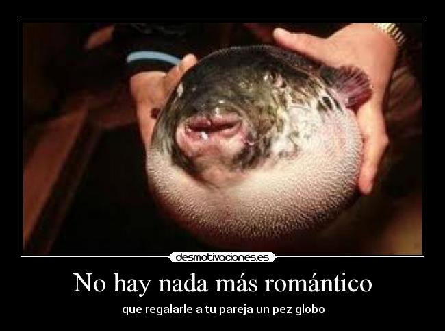 No hay nada más romántico - que regalarle a tu pareja un pez globo