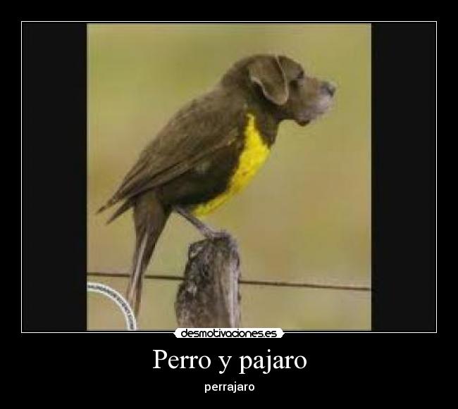 Perro y pajaro -