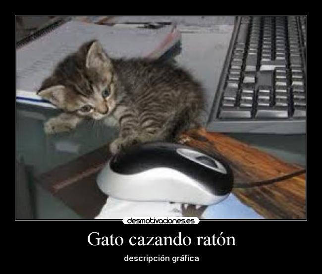Gato cazando ratón -