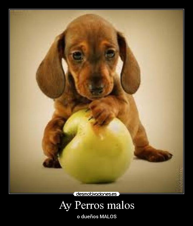 Ay Perros malos - o dueños MALOS