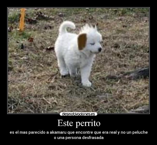 Este perrito - es el mas parecido a akamaru que encontre que era real y no un peluche
o una persona desfrasada