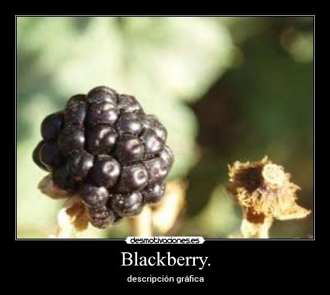 Blackberry. - descripción gráfica