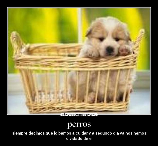 perros - 