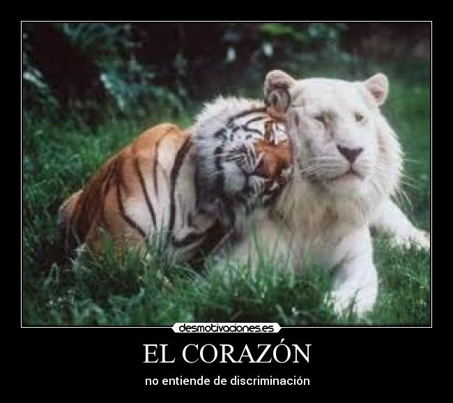 EL CORAZÓN - 
