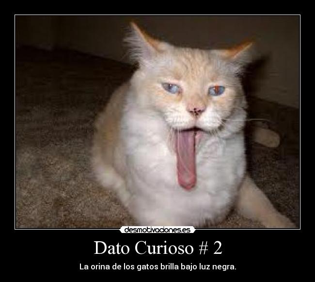 Dato Curioso # 2 - La orina de los gatos brilla bajo luz negra.