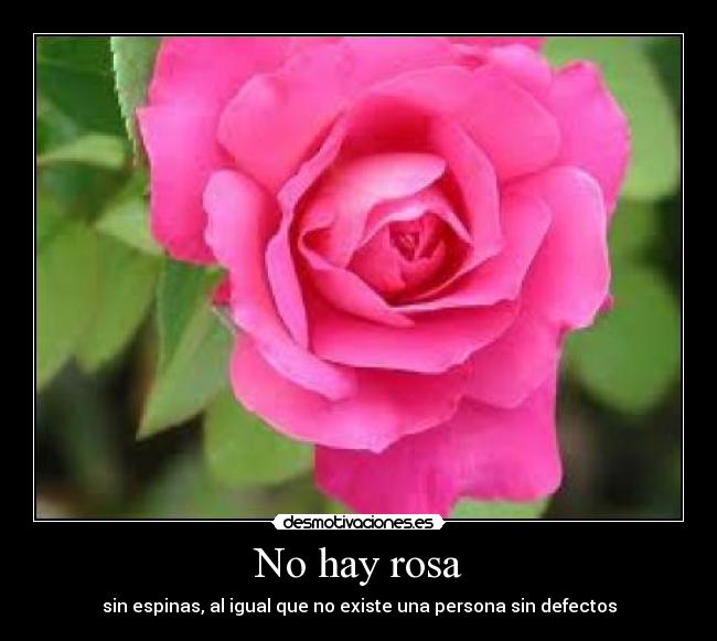 No hay rosa - 