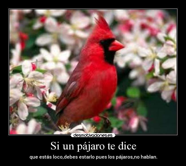 Si un pájaro te dice - que estás loco,debes estarlo pues los pájaros,no hablan.