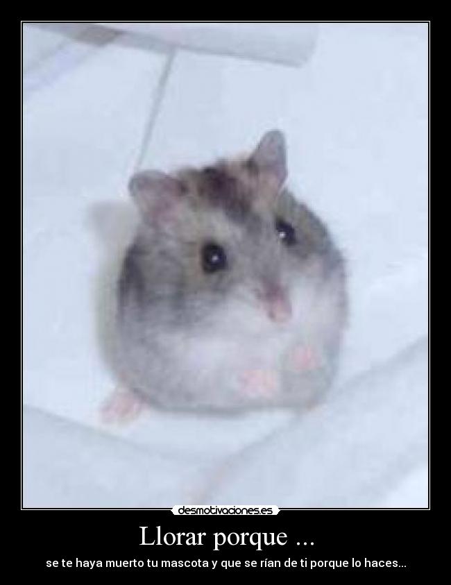 Llorar porque ... - se te haya muerto tu mascota y que se rían de ti porque lo haces...