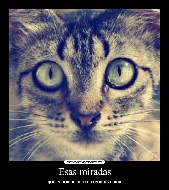 carteles esas buenas miradas desmotivaciones