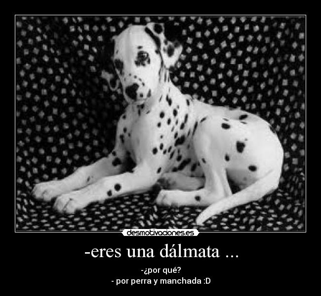 -eres una dálmata ... - 