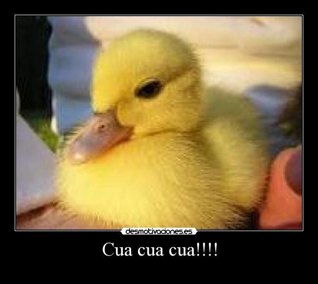 carteles jilipo desmotivaciones